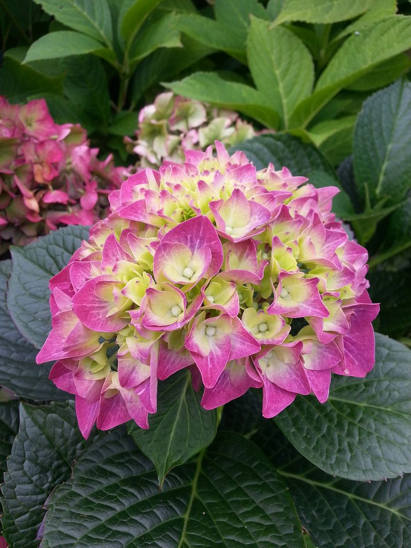  photo 20140909_171957_zpsskhmrkzm.jpg